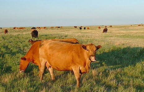 What's the Beef? The Pros and Cons of Grass Fed vs. Grain Fed | truLOCAL  Blog